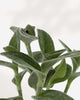 Tradescantia Sillamontana White Velvet | Buy Online