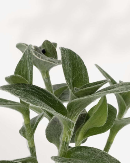 Tradescantia Sillamontana White Velvet | Buy Online