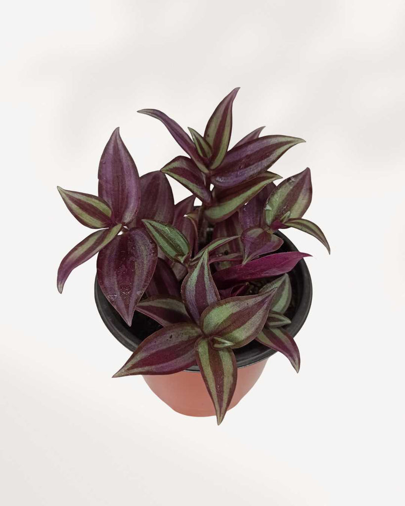 Tradescantia Zebrina 3.5" Pot - Small