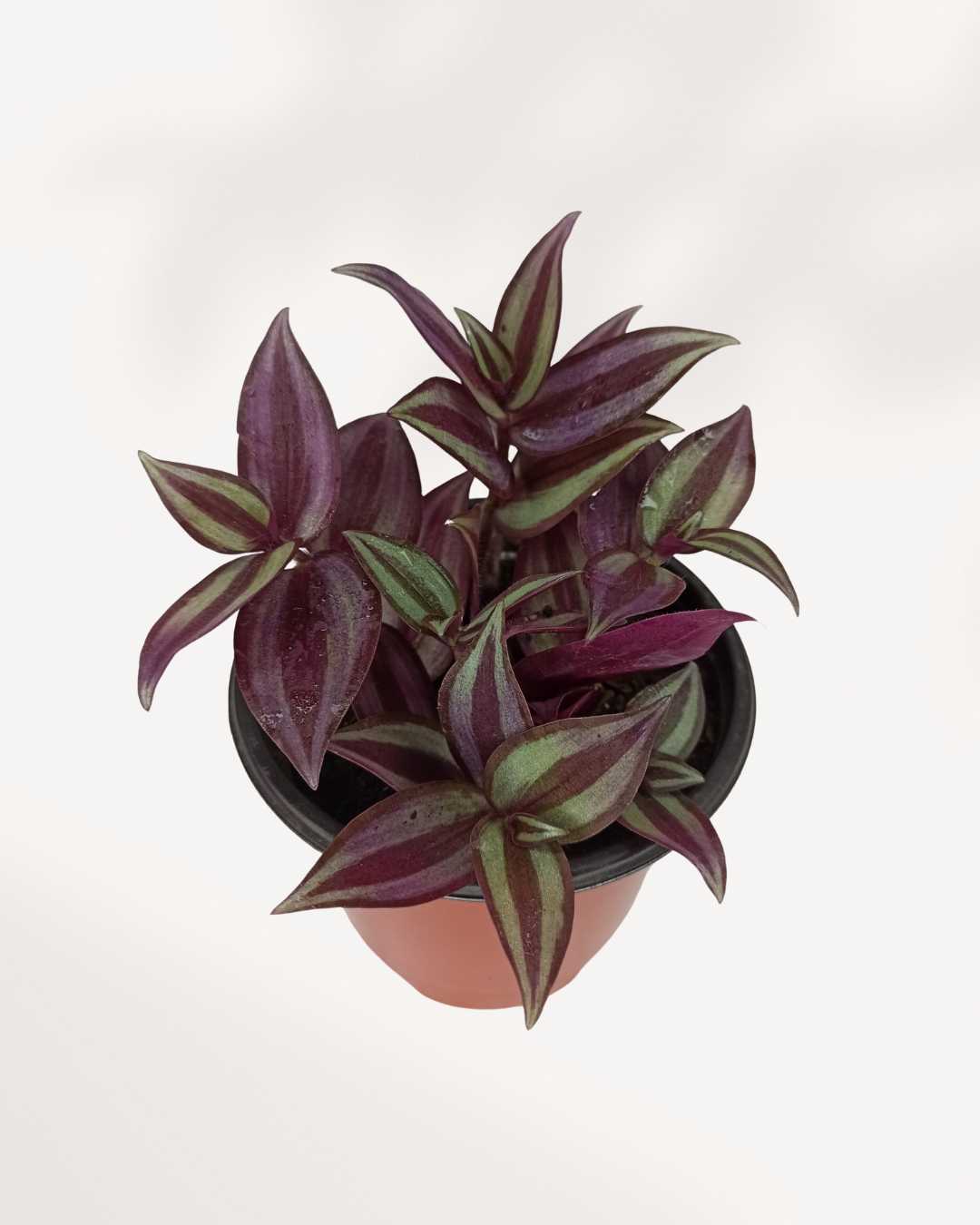 Tradescantia Zebrina 3.5" Pot - Small