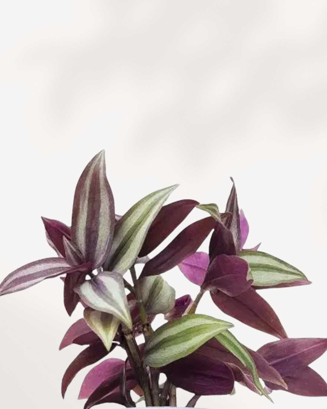 Tradescantia Zebrina