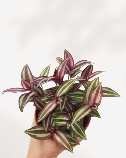 Tradescantia Zebrina