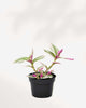 Tradescantia Bubblegum 4" Pot - Small (expect minor blemishes)