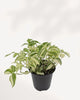 Tradescantia Fluminensis Variegata angled top right view highlighting cascading variegated foliage, healthy indoor houseplant delivered across Richmond Hill GTA