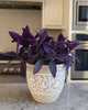 Tradescantia Purple Heart displayed on a shelf showing cascading vines