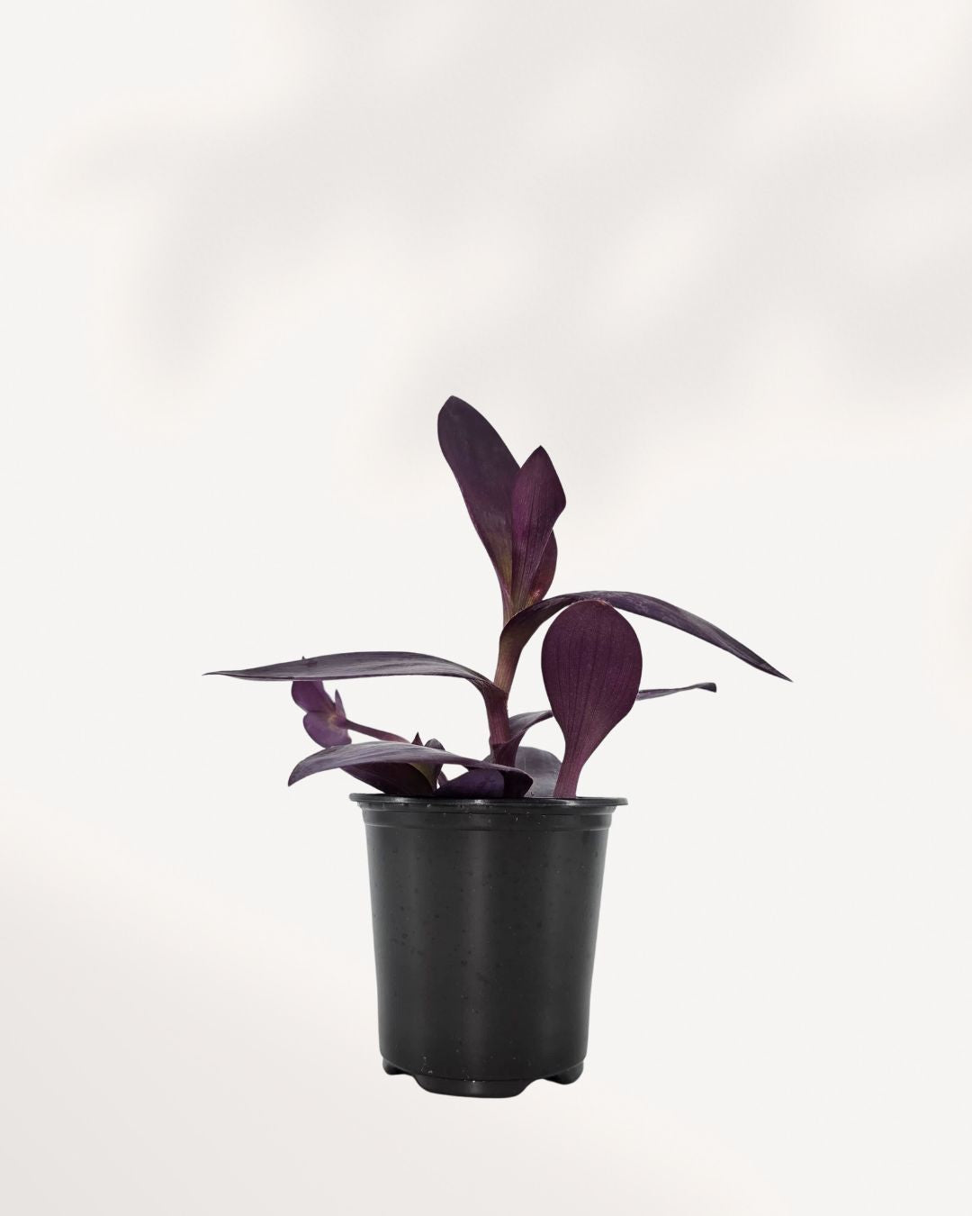 Tradescantia Purple Heart 3.5 inch pot, front view of trailing purple foliage