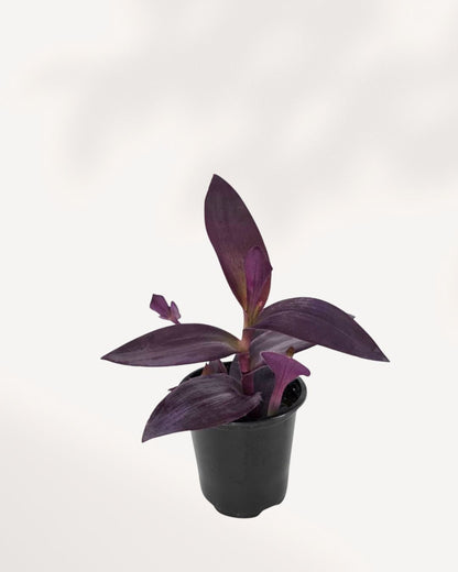 Top view of Tradescantia Purple Heart showing trailing growth habit