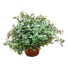 Turtle Vine | Trailing Succulent Small