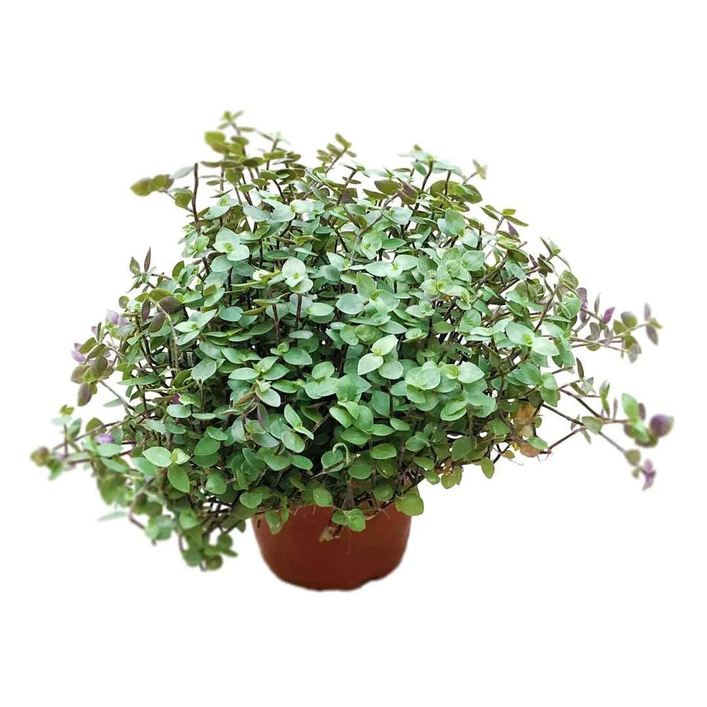 Turtle Vine | Trailing Succulent Small