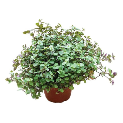 Turtle Vine | Trailing Succulent Small