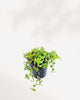 Turtle Vine | Trailing Succulent