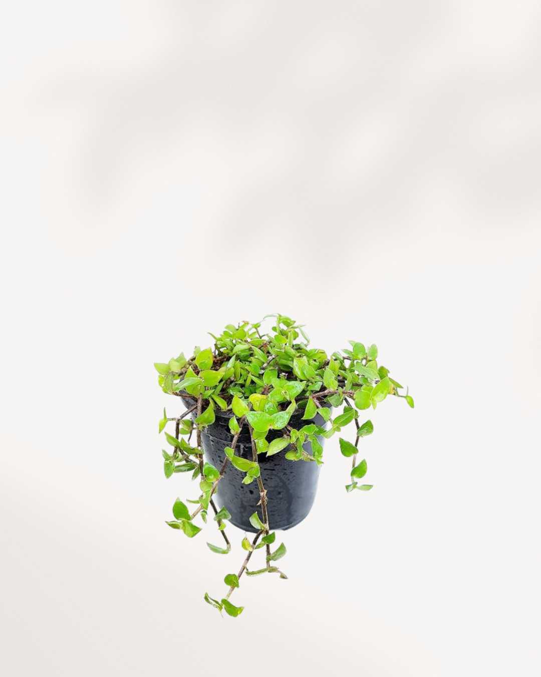 Turtle Vine | Trailing Succulent