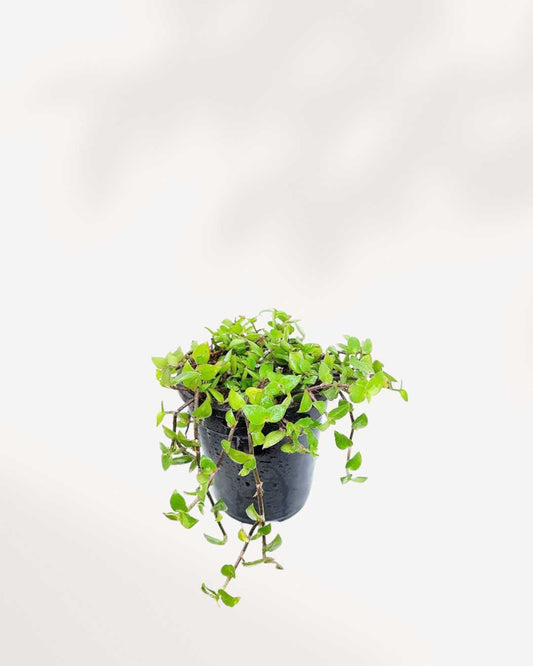 Turtle Vine | Trailing Succulent