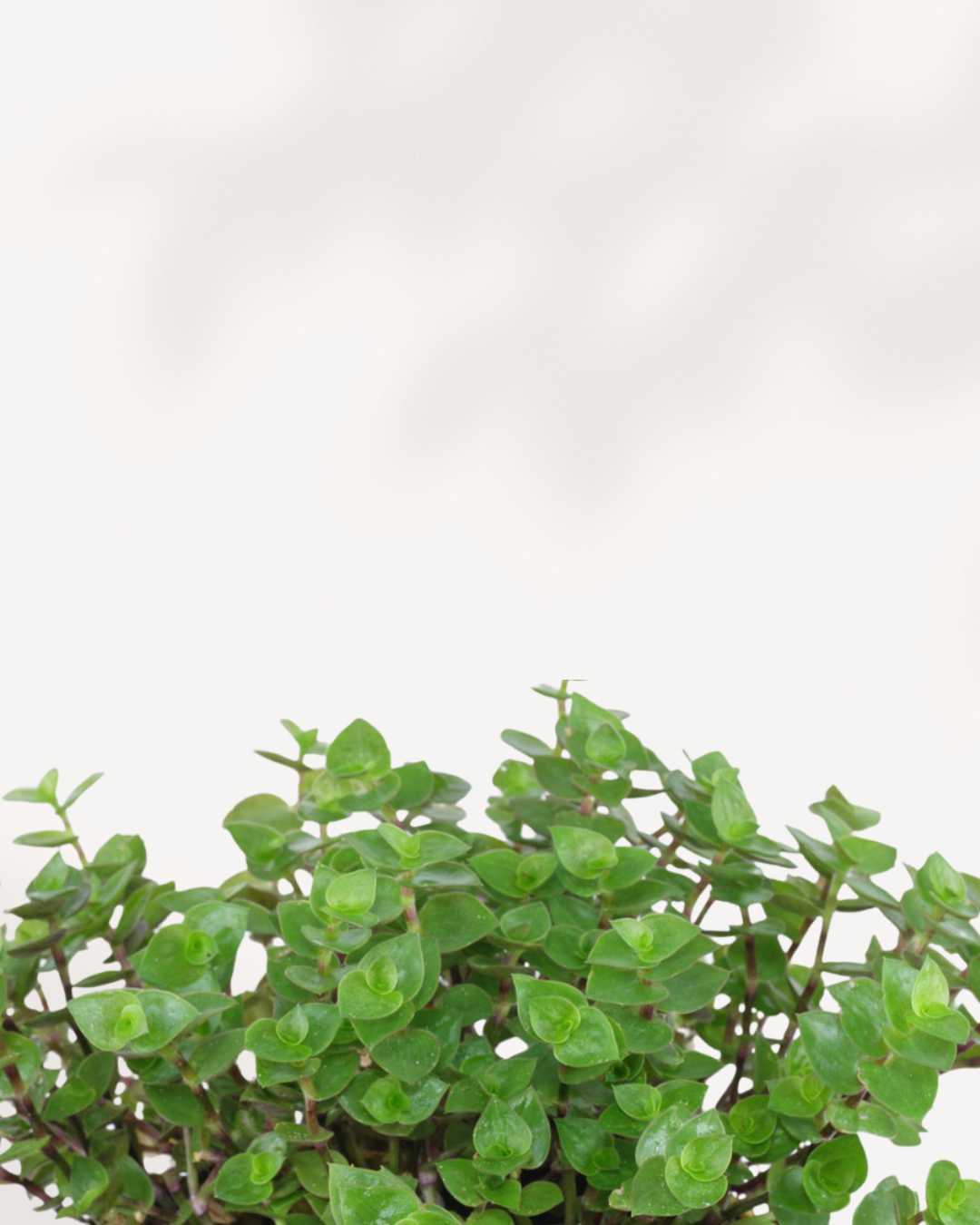 Turtle Vine | Trailing Succulent