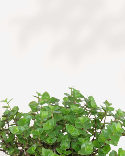 Turtle Vine | Trailing Succulent
