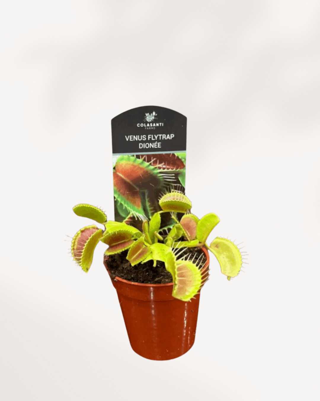 Venus Fly Trap plant on a windowsill