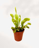 Close-up of Venus Fly Trap's toothed trigger traps