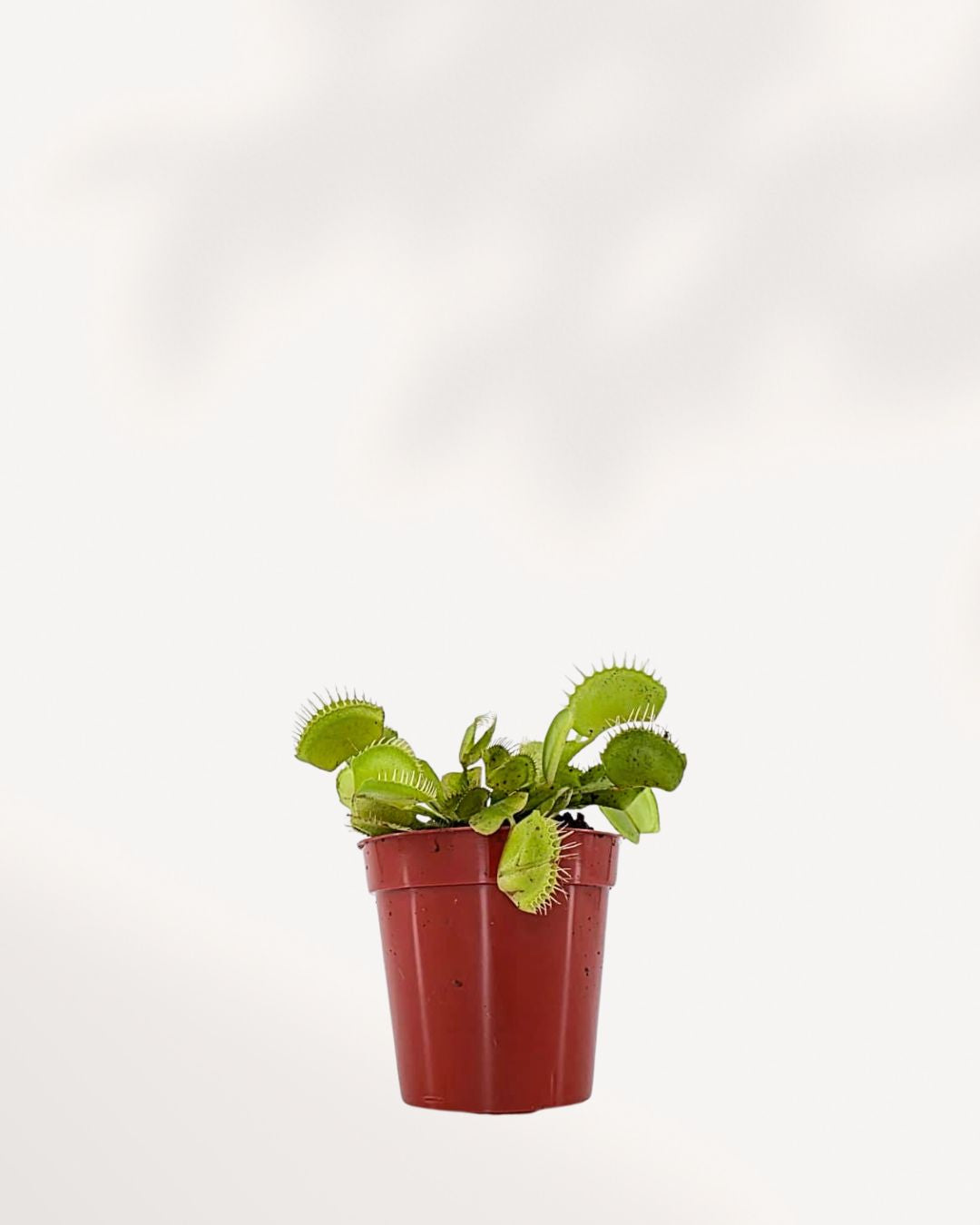 Venus Fly Trap with open snap traps ready to catch prey