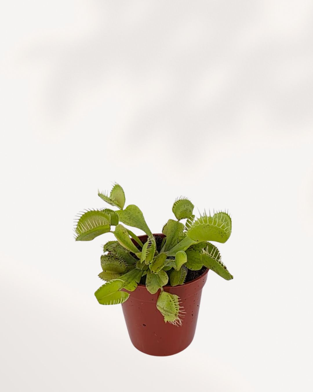 Top view of Venus Fly Trap showing rosette of snap traps