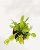 Venus Fly Trap Dionaea Muscipula in a small pot