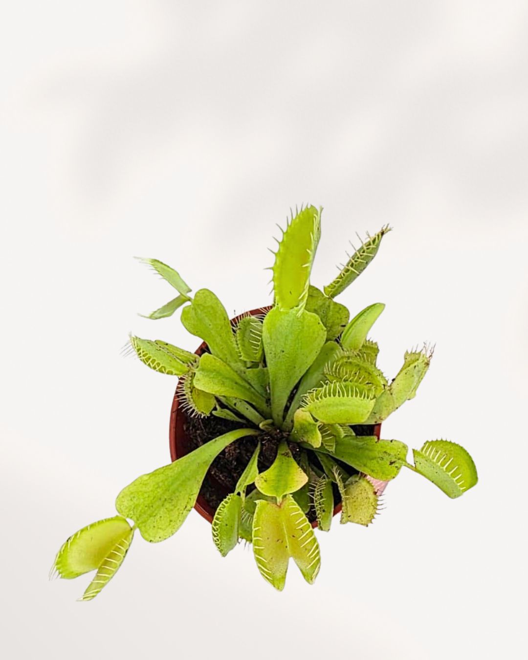 Venus Fly Trap Dionaea Muscipula in a small pot