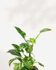 Philodendron White Wizard plant in a small pot