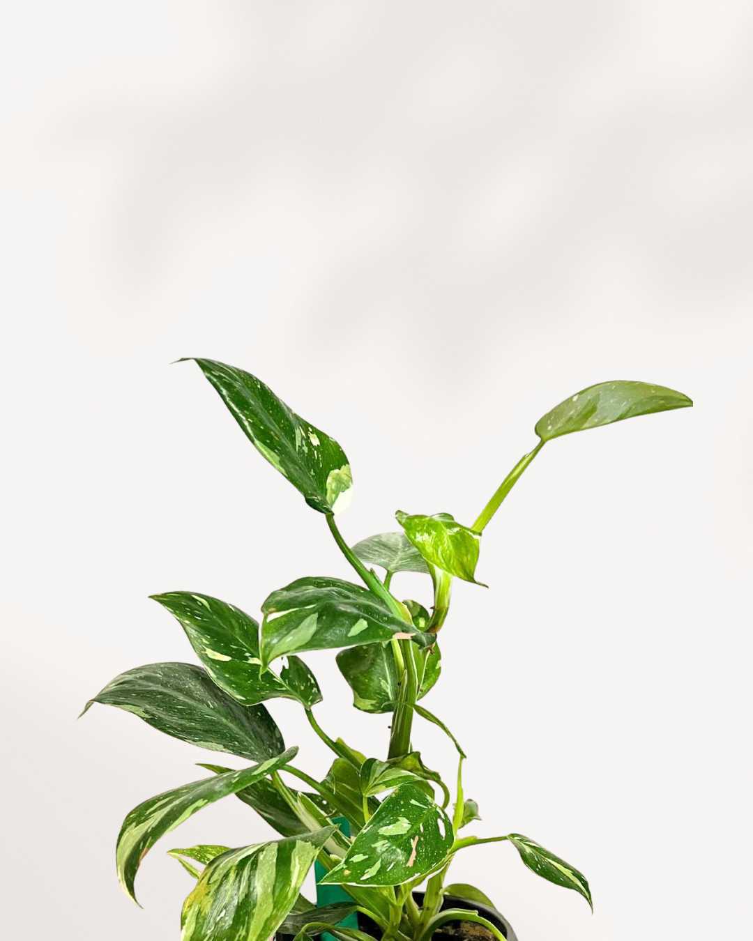 Philodendron White Wizard plant in a small pot