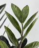 Close-up of ZZ Oscuro Black leaves deep black-green color with glossy texture, showing the plant’s dramatic and healthy growth.
