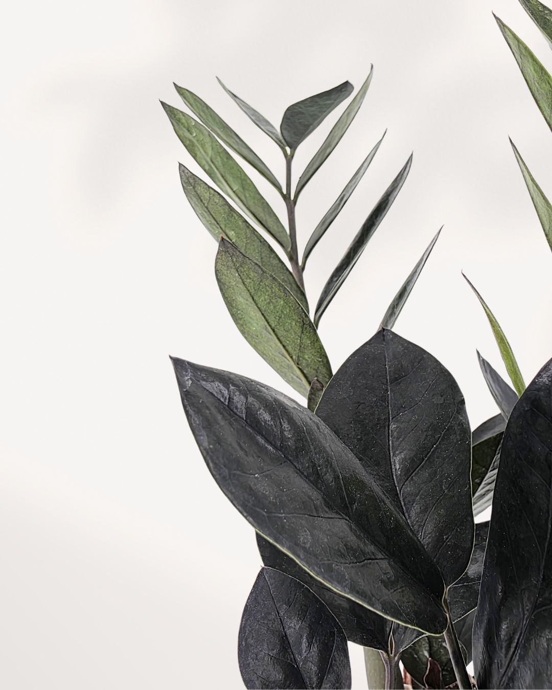 Detailed close-up of ZZ Oscuro Black foliage rich dark tones and smooth shine that capture the plant’s rare, luxurious appeal.