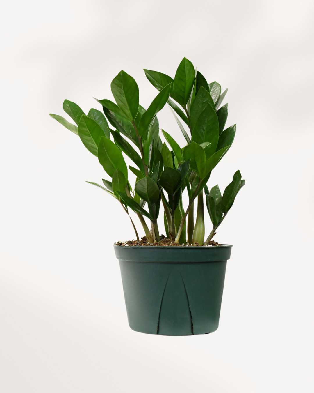 ZZ Plant 6" Pot Medium