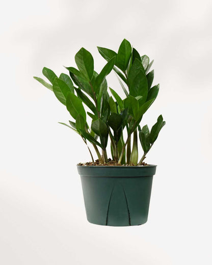 ZZ Plant 6" Pot Medium
