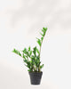 ZZ Plant