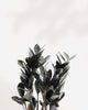 ZZ Raven | Zamioculcas Black Raven