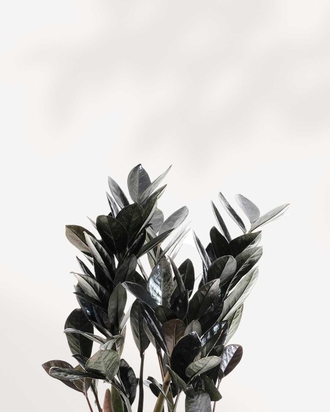 ZZ Raven | Zamioculcas Black Raven