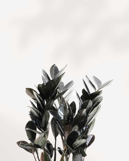 ZZ Raven | Zamioculcas Black Raven
