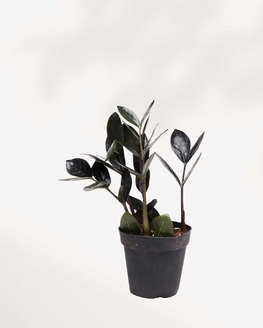 ZZ Raven | Zamioculcas Black Raven