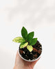 ZZ Variegated Plant 3.5" Pot - Small