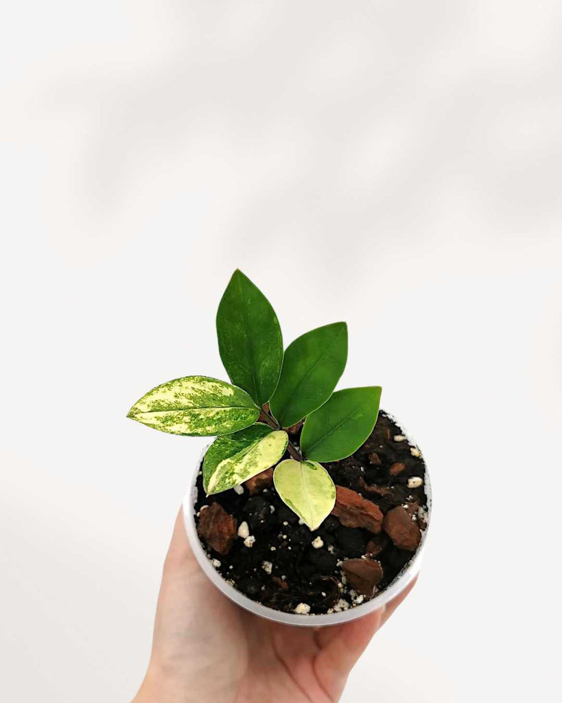 ZZ Variegated Plant 3.5" Pot - Small