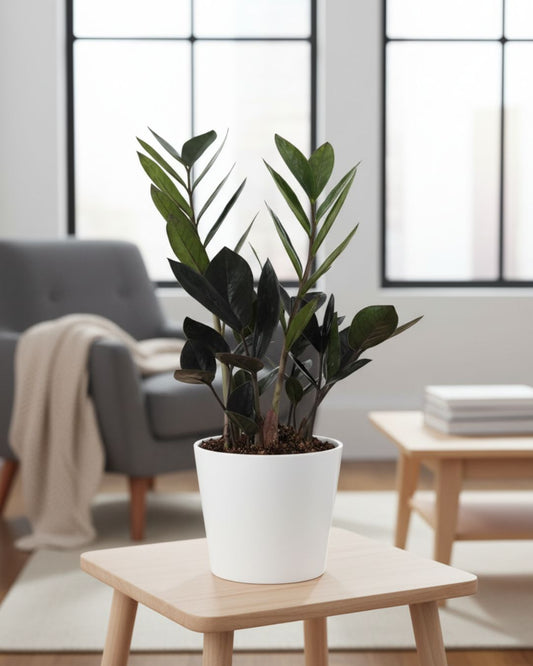 ZZ Oscuro Black plant front view – sleek dark glossy leaves with rich tone and upright growth, a rare low-light houseplant perfect for modern spaces.