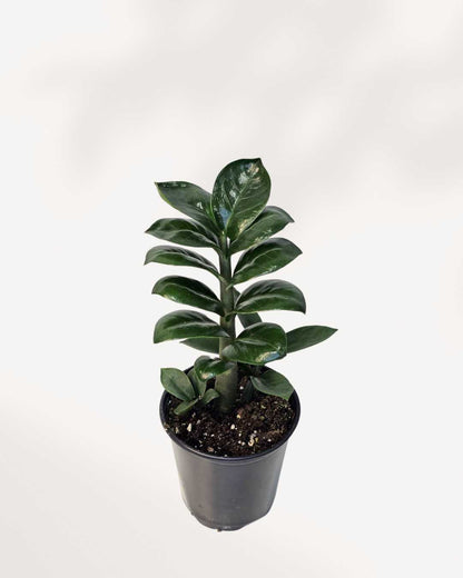 ZZ Plant Zenzi 6" Pot Medium