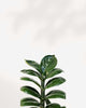 ZZ Plant Zenzi