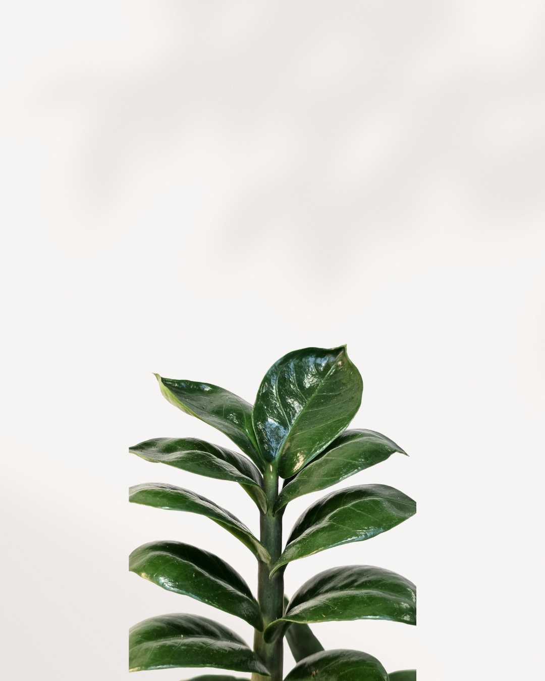 ZZ Plant Zenzi