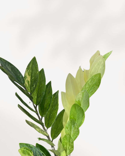 ZZ Variegated Plant