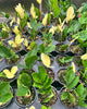 ZZ Variegated Plant