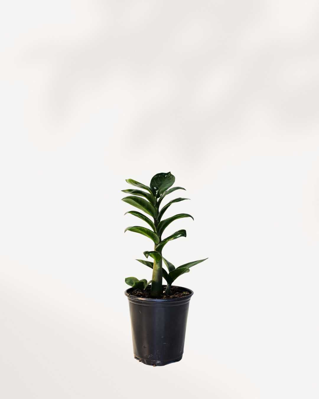 ZZ Plant Zenzi 3.5" Pot - Small