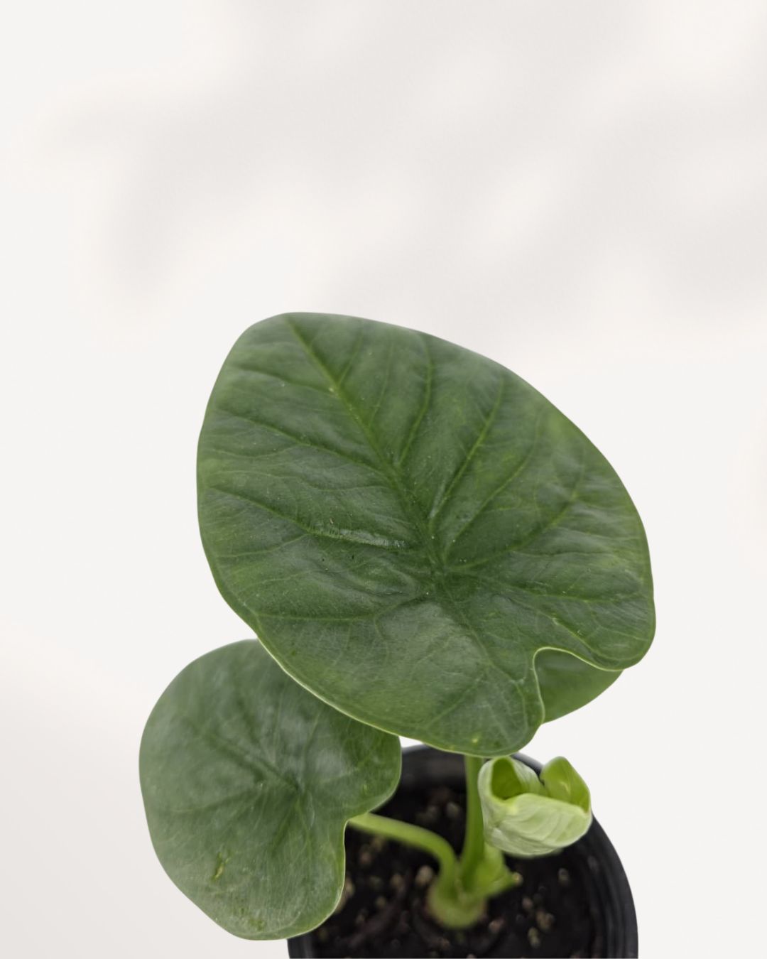 Close up of Alocasia Lukiwan leaf showing rich green texture and bold tropical vein pattern, healthy indoor plant from Richmond Hill GTA plant shop