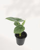 Alocasia Lukiwan plant top front angle highlighting lush green foliage and dramatic leaf structure, tropical houseplant delivered across Richmond Hill GTA