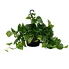 Marble Queen Pothos - Epipremnum Aureum Marble Queen