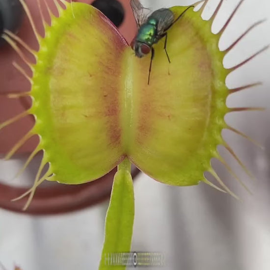 Venus Fly Trap - Dionaea Muscipula | Buy Online Pro Tip and Care Guide - Delivery from Toronto across Canada - Mygreenscape