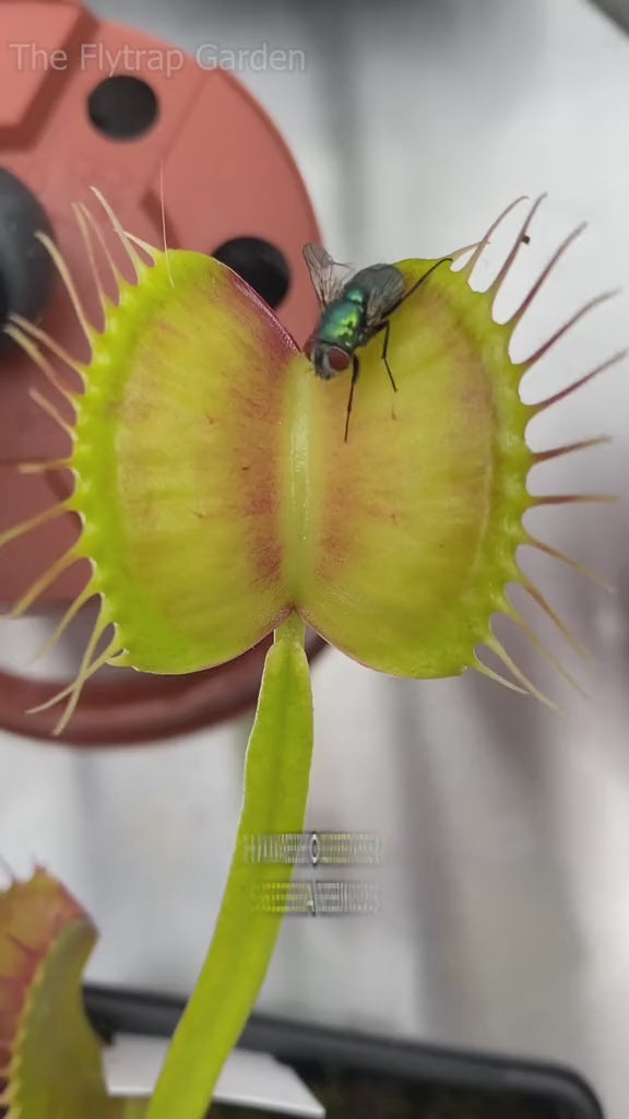Venus Fly Trap - Dionaea Muscipula | Buy Online Pro Tip and Care Guide - Delivery from Toronto across Canada - Mygreenscape